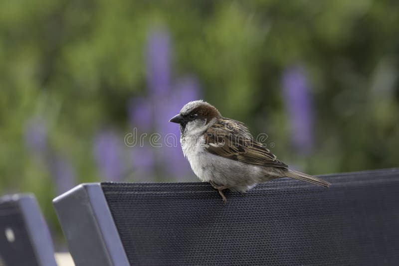 Uccello comune del giardino appollaiato sulla sedia Passero maschio fotografia stock libera da diritti Uccello comune del giardino appollaiato sulla sedia Passero maschio fotografia stock libera da diritti