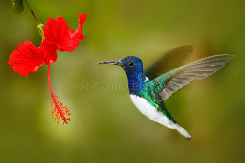 Uccello con il fiore rosso Il colibrì Jacobin dal collo bianco, fflying accanto al bello ibisco rosso fiorisce con il fondo verde