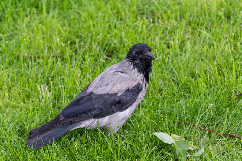 Crow bird sitting on a green summer meadow in a park. Summer of Russia. Crow bird sitting on a green summer meadow in a park. Summer of Russia