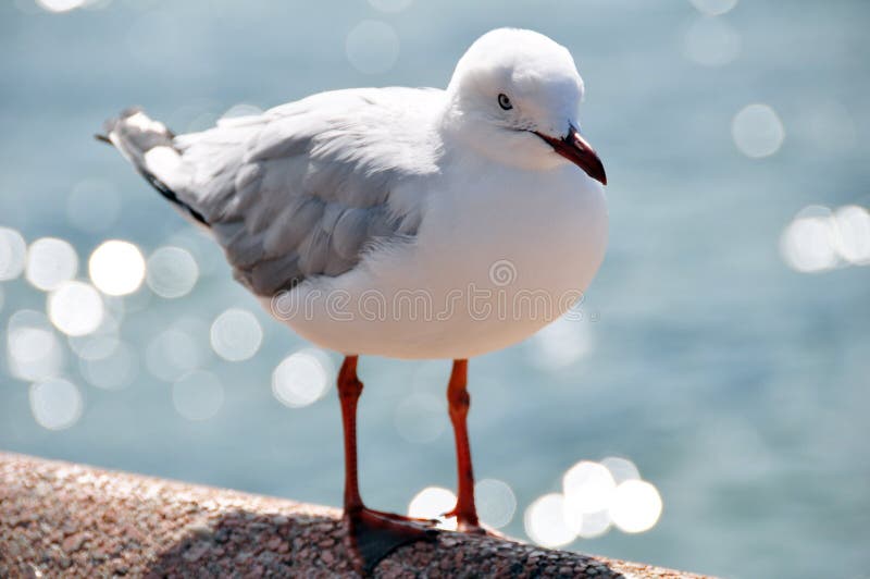 Uccello del gabbiano o del gabbiano alla spiaggia virile in Nuovo Galles del Sud nordico, Australia fotografia stock Uccello del gabbiano o del gabbiano alla spiaggia virile in Nuovo Galles del Sud nordico, Australia fotografia stock