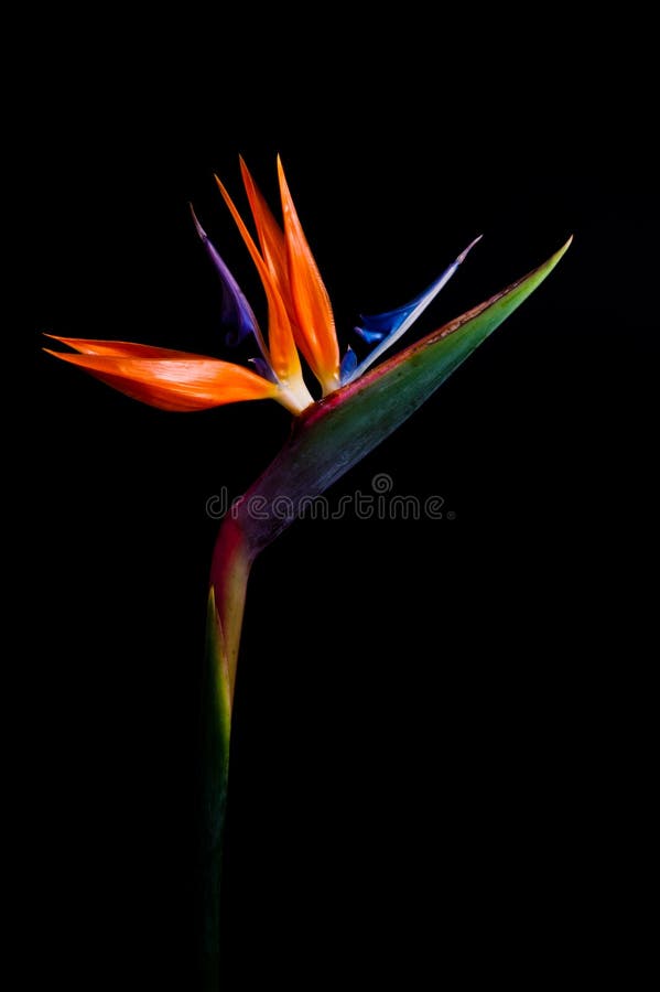 Uccello del paradiso fotografie stock Uccello del paradiso fotografie stock