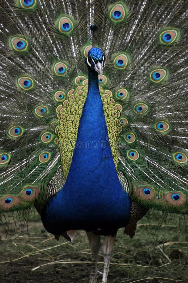 Uccello del Peacock immagine stock libera da diritti Uccello del Peacock immagine stock libera da diritti