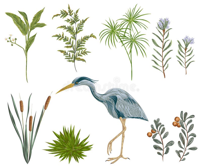 Uccello dell'airone e piante di palude Flora e fauna della palude