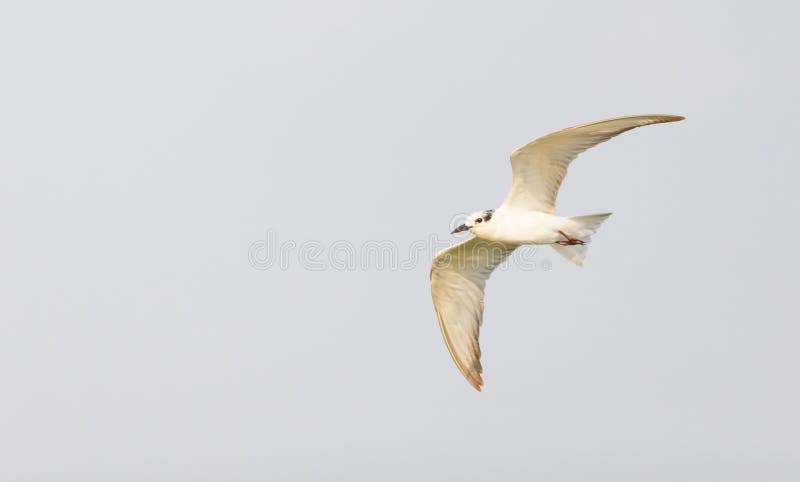 Uccello della sterna di Whiskered (hybrida di Chlidonias) immagini stock