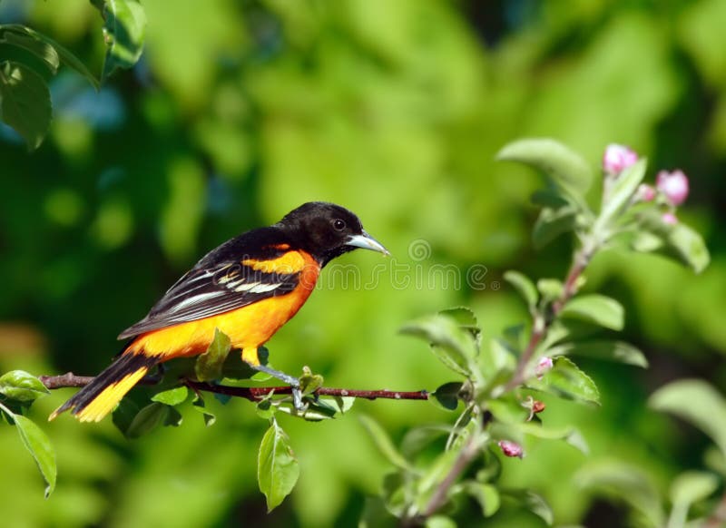Uccello di Baltimora Oriole fotografia stock libera da diritti Uccello di Baltimora Oriole fotografia stock libera da diritti