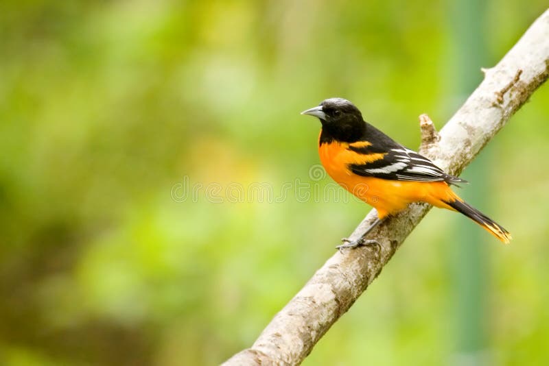 Uccello di Baltimora Oriole fotografia stock libera da diritti Uccello di Baltimora Oriole fotografia stock libera da diritti