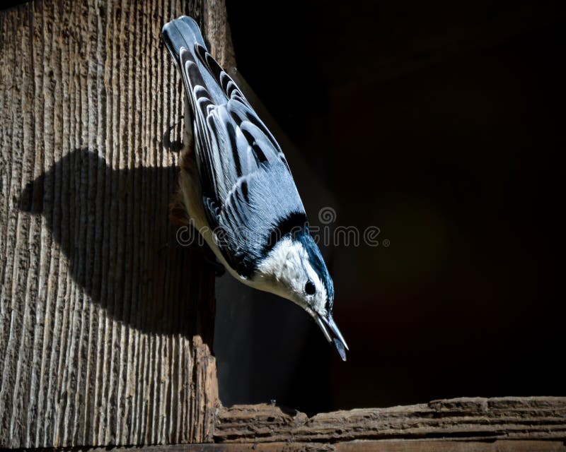 Uccello di canzone della sitta con il seme di girasole in becco