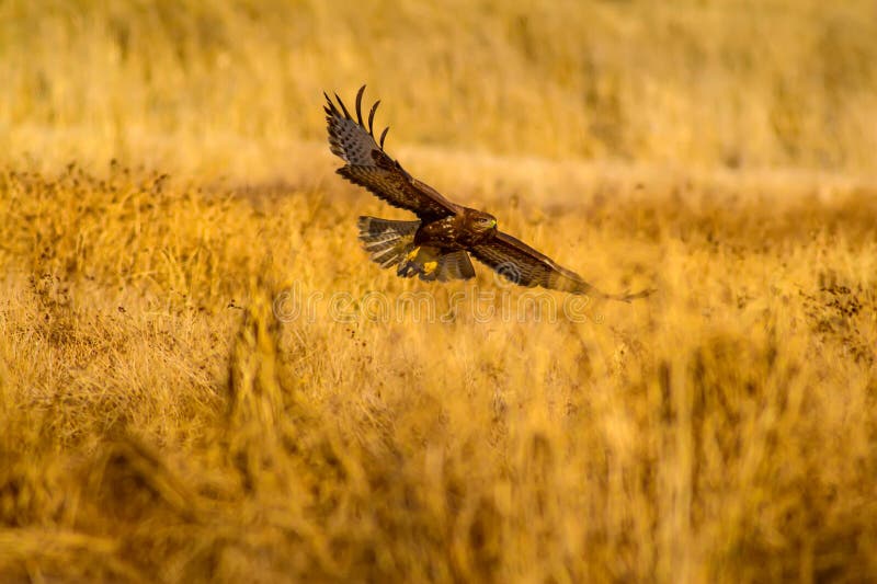 Uccello di preda. Buzzard comune. Buteo buteoNature. fotografia stock