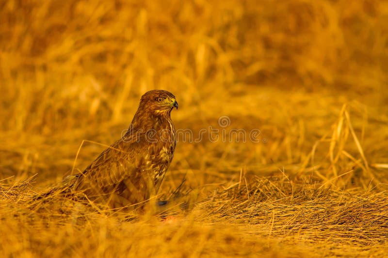 Uccello di preda. Buzzard comune. Buteo buteoNature. immagini stock
