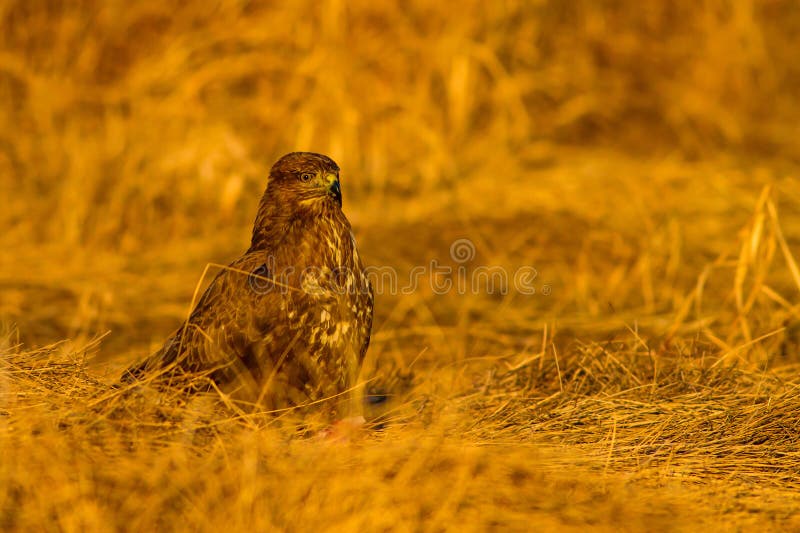 Uccello di preda. Buzzard comune. Buteo buteoNature. fotografia stock
