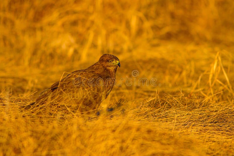 Uccello di preda. Buzzard comune. Buteo buteoNature. immagini stock libere da diritti