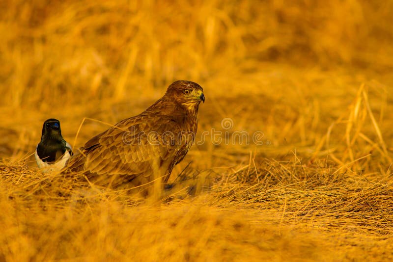 Uccello di preda. Buzzard comune. Buteo buteoNature. fotografia stock