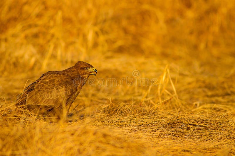 Uccello di preda. Buzzard comune. Buteo buteoNature. fotografia stock libera da diritti