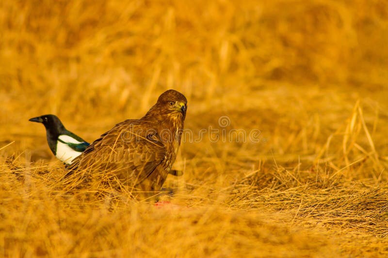 Uccello di preda. Buzzard comune. Buteo buteoNature. fotografia stock libera da diritti