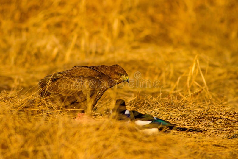 Uccello di preda. Buzzard comune. Buteo buteoNature. Buteo di Buzzard. È una specie di uccelli appartenente al genere Buteo hawks della famiglia Acciptridae. Il suo nome scientifico è Buteo Buteo. È un uccello con ali larghe, un collo largo e corto e una coda di mediumiltà. La sua coda di volo è a forma di fanform. Vive e si riproduce in aree aperte pascoli agricoli e aree boschive vicine alle paludi. Costruisce il suo nido sugli alberi. Come tutti i raptor diurni, si incubano una volta all'anno. Può essere visto appollaiato su un albero o un palo vicino ad aree aperte a guardare la sua preda. Batte le ali più forte e più velocemente di Honey Buzzard durante il volo. Si osserva principalmente mentre si disegnano cerchi con l'aria calda.