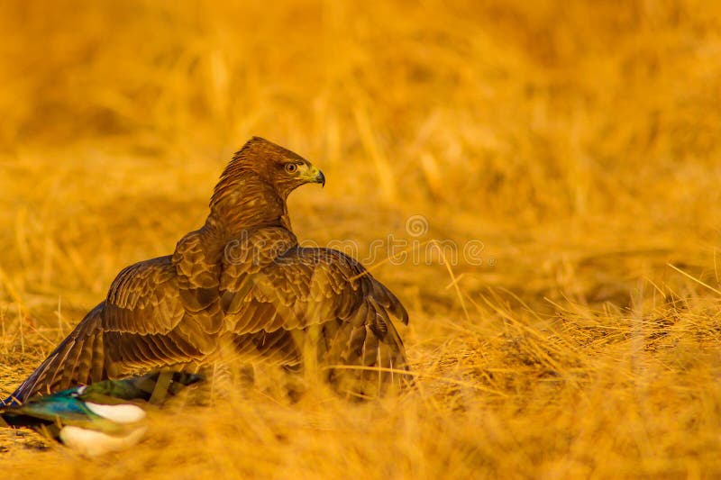 Uccello di preda. Buzzard comune. Buteo buteoNature. fotografie stock libere da diritti