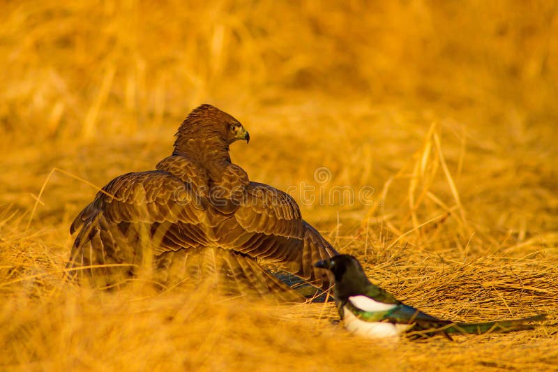 Uccello di preda. Buzzard comune. Buteo buteoNature. fotografia stock