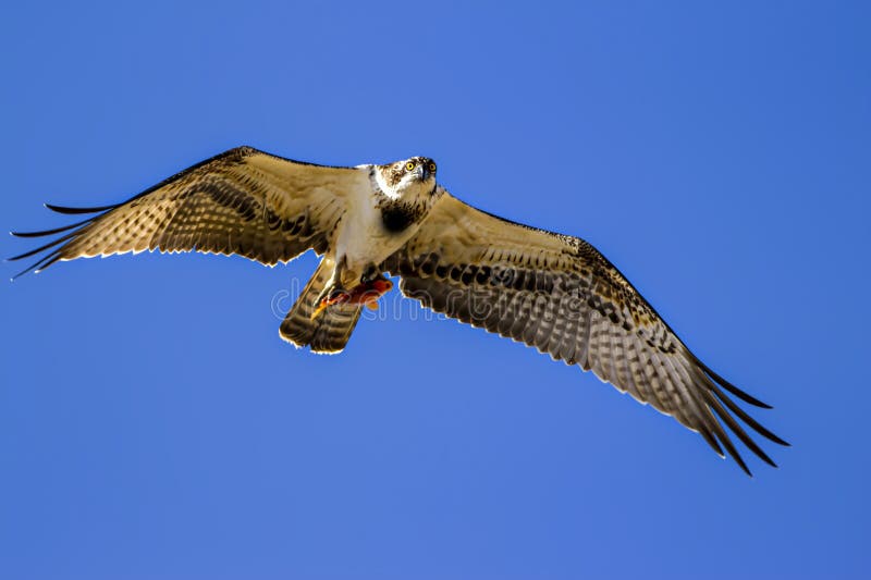 Uccello di preda. Eagle Osprey. Contesto della natura. Aquila : Osprey occidentale. fotografia stock