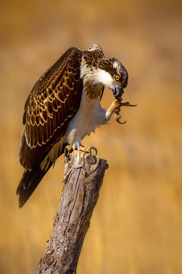 Uccello di preda. Eagle Osprey. Contesto della natura. Aquila : Osprey occidentale. immagine stock libera da diritti