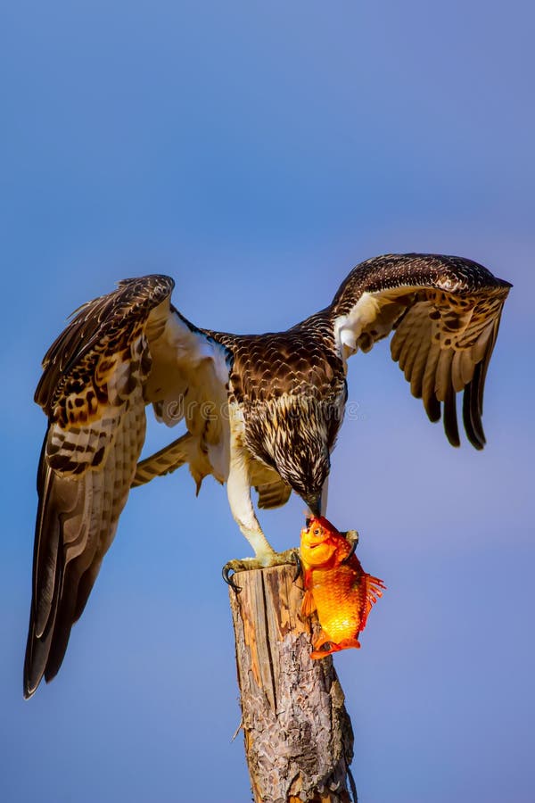 Uccello di preda. Eagle Osprey. Contesto della natura. Aquila : Osprey occidentale. immagini stock