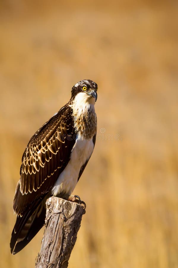 Uccello di preda. Eagle Osprey. Contesto della natura. Aquila : Osprey occidentale. immagine stock