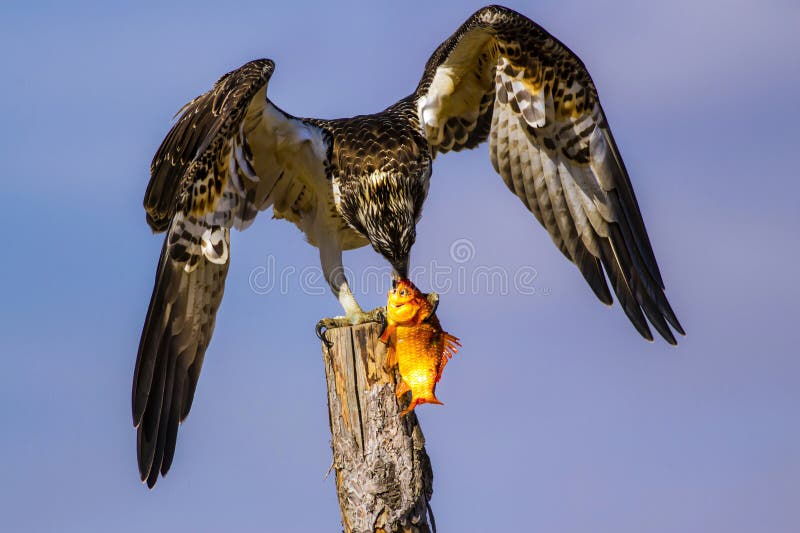 Uccello di preda. Eagle Osprey. Contesto della natura. Aquila : Osprey occidentale. immagini stock libere da diritti