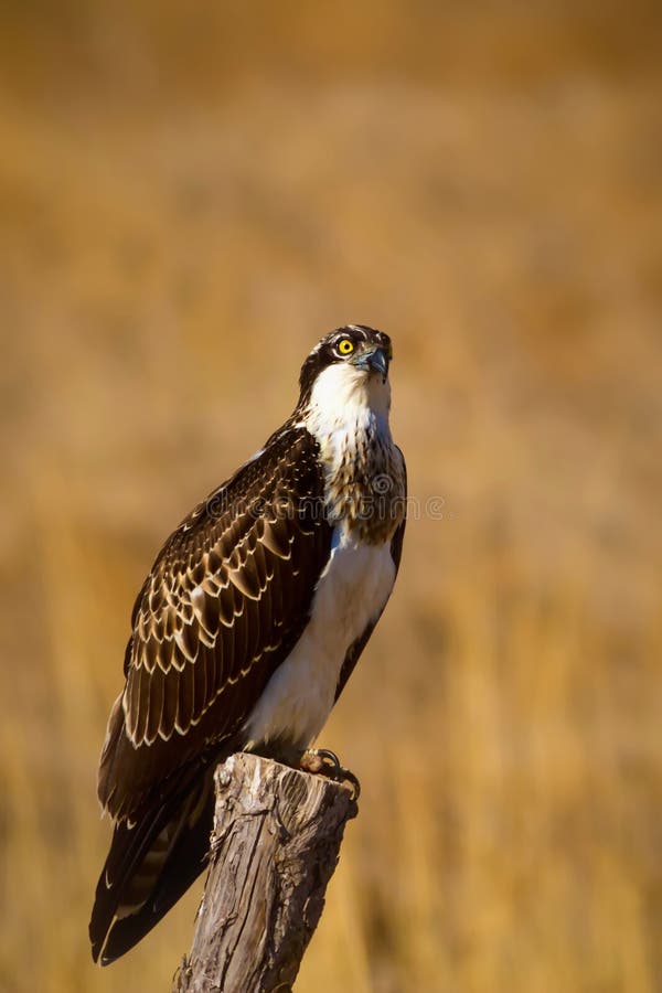 Uccello di preda. Eagle Osprey. Contesto della natura. Aquila : Osprey occidentale. fotografia stock libera da diritti