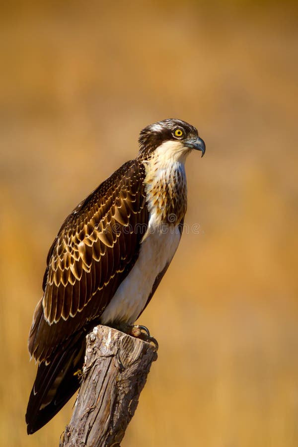 Uccello di preda. Eagle Osprey. Contesto della natura. Aquila : Osprey occidentale. immagine stock