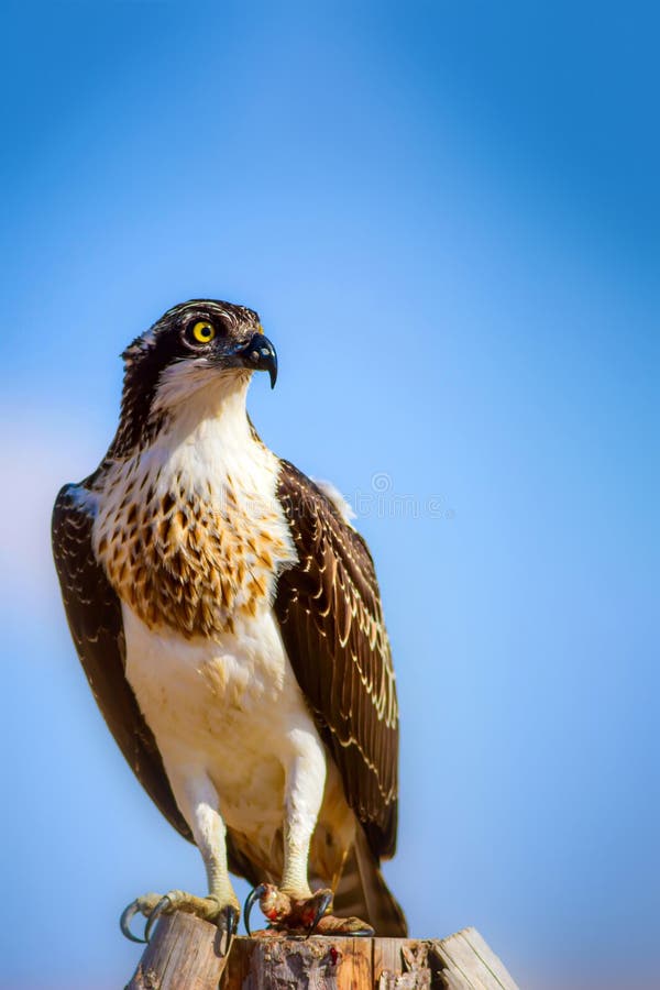 Uccello di preda. Eagle Osprey. Contesto della natura. Aquila : Osprey occidentale. fotografia stock
