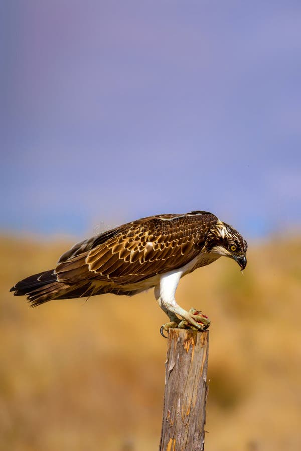 Uccello di preda. Eagle Osprey. Contesto della natura. Aquila : Osprey occidentale. fotografie stock libere da diritti