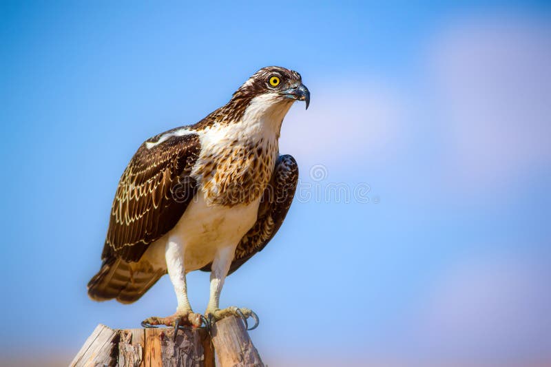 Uccello di preda. Eagle Osprey. Contesto della natura. Aquila : Osprey occidentale. fotografia stock libera da diritti