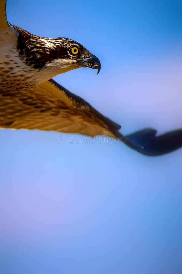 Uccello di preda. Eagle Osprey. Contesto della natura. Aquila : Osprey occidentale. fotografia stock libera da diritti