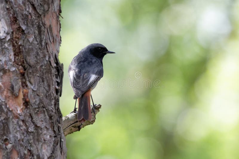 Uccello di Redstart su un ramo Ucraina fotografia stock libera da diritti Uccello di Redstart su un ramo Ucraina fotografia stock libera da diritti