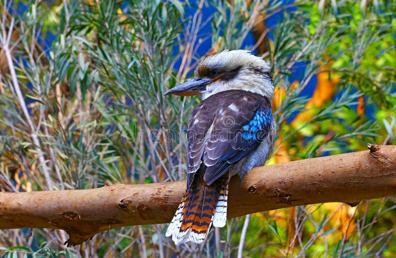 Uccello di risata australiano di kookaburra