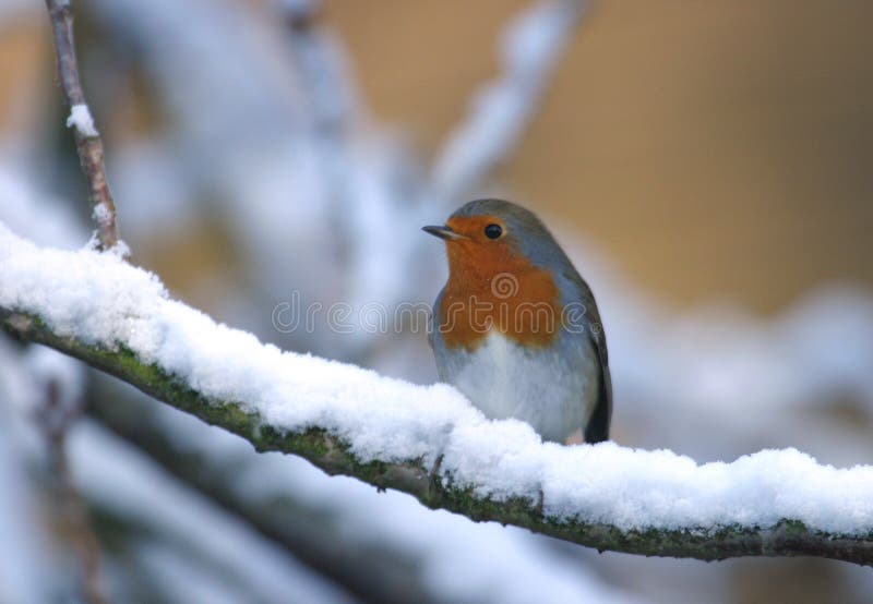 Uccello di Robin nell'albero della neve di inverno Uccello di Robin nell'albero della neve di inverno