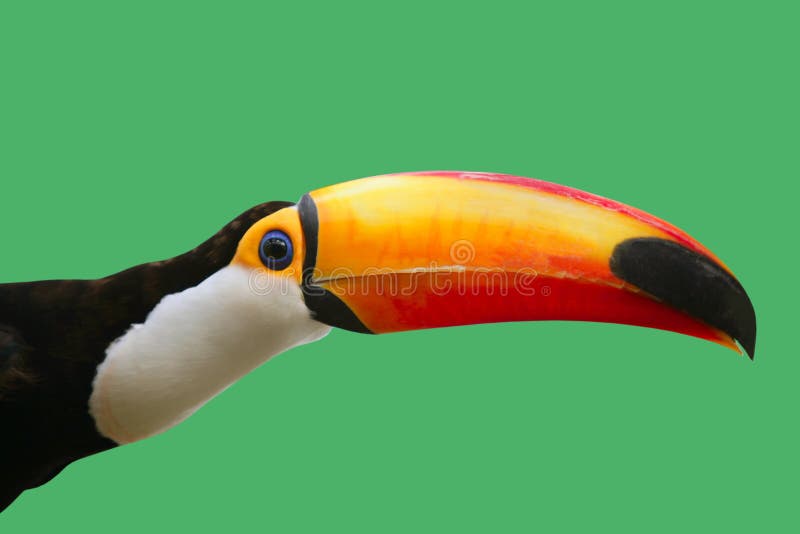 Uccello di Toucan variopinto nella priorità bassa verde Uccello di Toucan variopinto nella priorità bassa verde