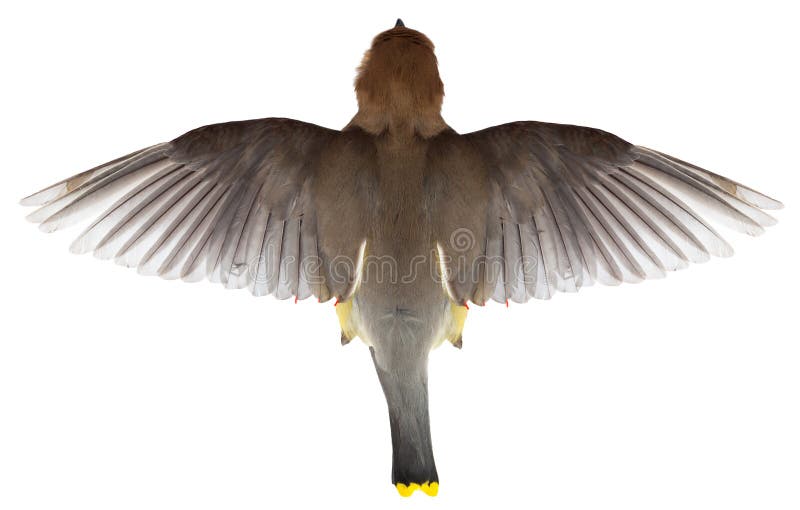 Uccello di volo, vista superiore del volo, ali