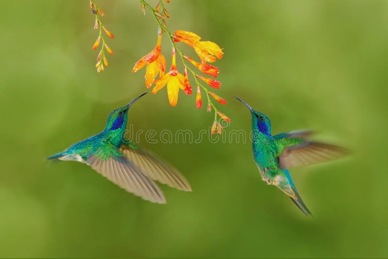 Uccello due con il fiore arancio I colibrì verdi si inverdiscono l'Viola-orecchio, thalassinus di Colibri, volante accanto al bel