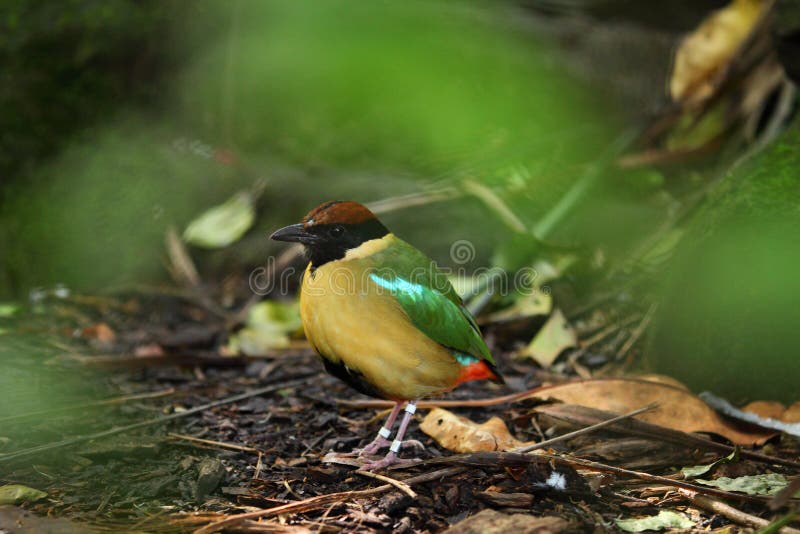 Uccello esotico rumoroso di Pitta sul pavimento della foresta fotografia stock libera da diritti Uccello esotico rumoroso di Pitta sul pavimento della foresta fotografia stock libera da diritti