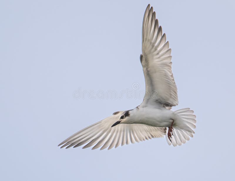 Uccello migratore che vola a morsetto fotografie stock libere da diritti