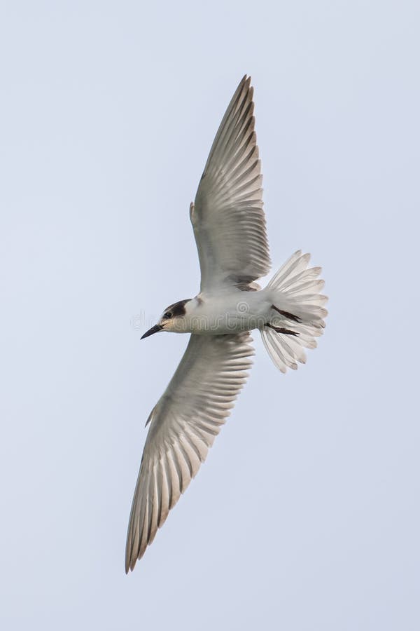 Uccello migratore che vola a morsetto immagine stock