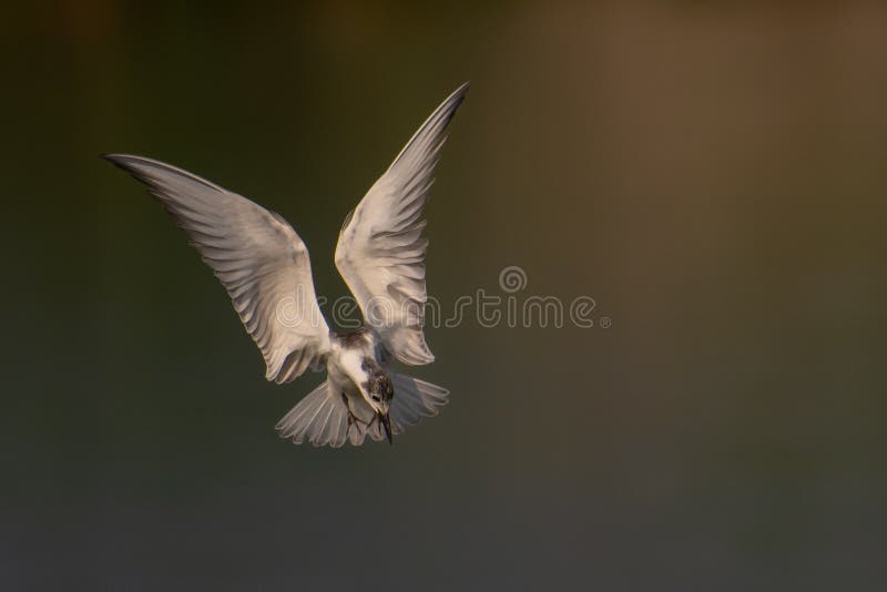 Uccello migratore che vola a morsetto fotografie stock
