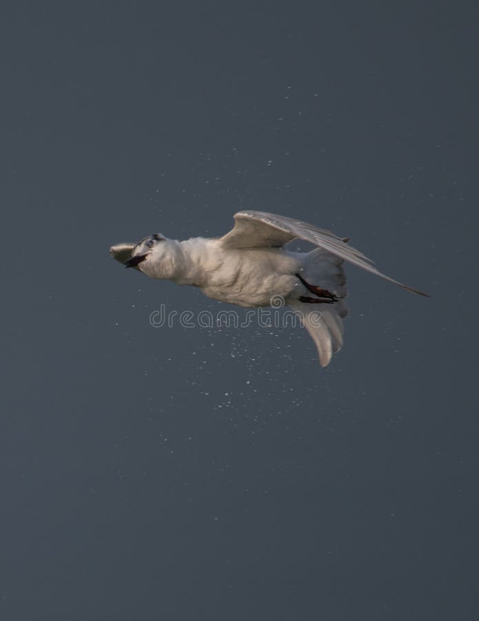 Uccello migratore che vola a morsetto immagini stock libere da diritti