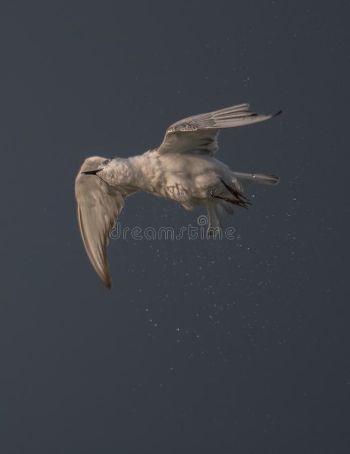 Uccello migratore che vola a morsetto fotografia stock