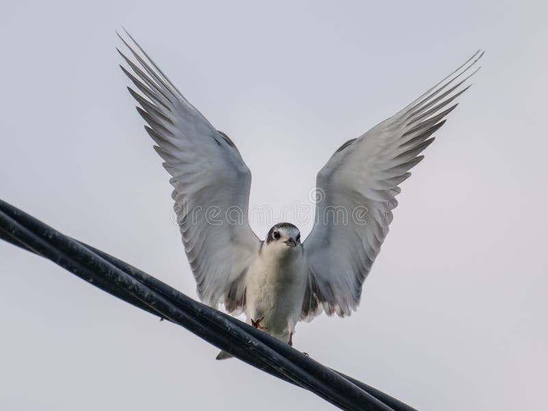 Uccello migratore con tromba fotografia stock