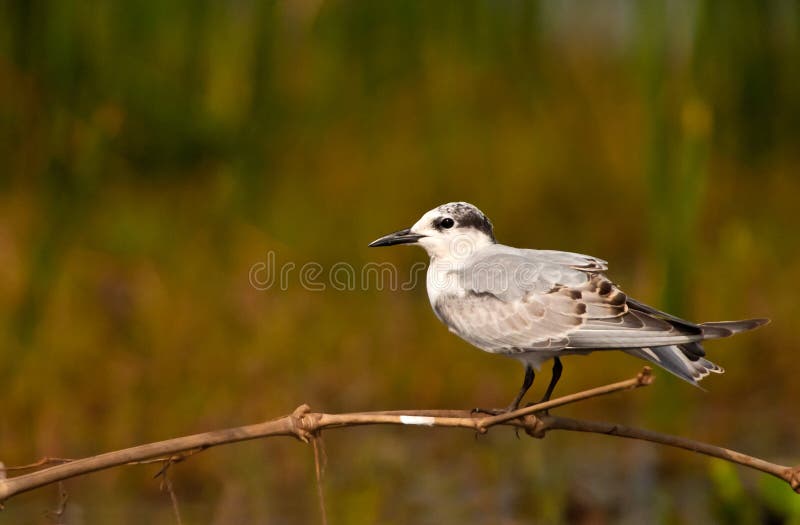 Uccello migratore - sterna di Whiskered fotografia stock