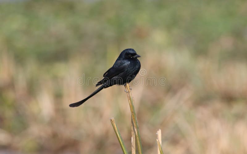 Uccello nero di Drongo fotografie stock libere da diritti Uccello nero di Drongo fotografie stock libere da diritti