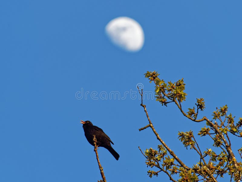 Uccello nero eurasiatico viene elevato per ramoscello cantando a voce alta per cielo blu e luna brillante in primavera  immagini stock
