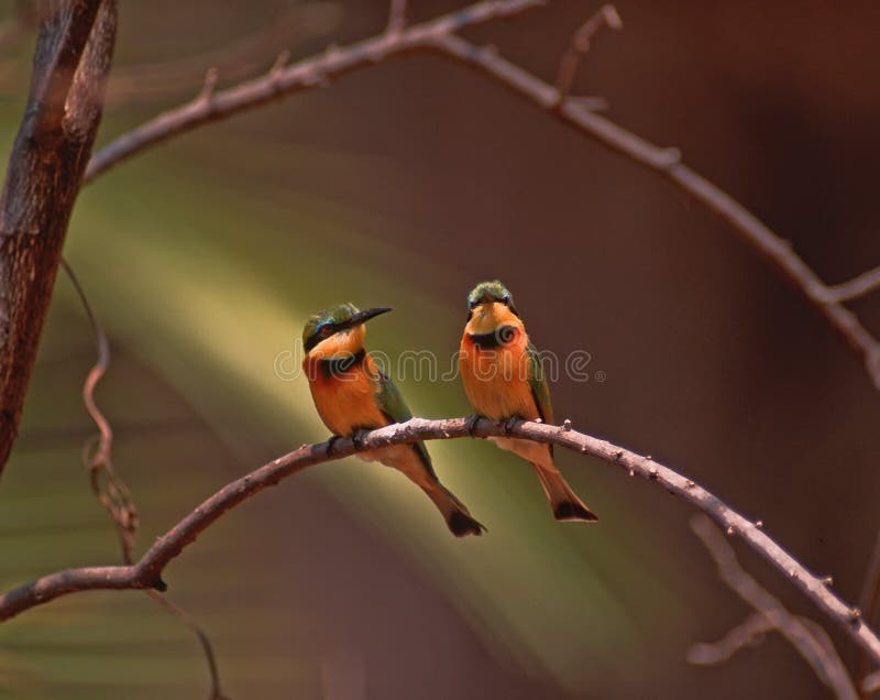 Uccello-Piccoli bee-eaters dell'Africa