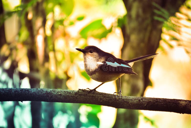 Pantalon Cargo Convertible Homme BC Clothing - Taille M 32 | Marron, Léger, Stretch, 4 Saisons